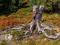Wurzelstock und Herbstbüsche im Zillertal